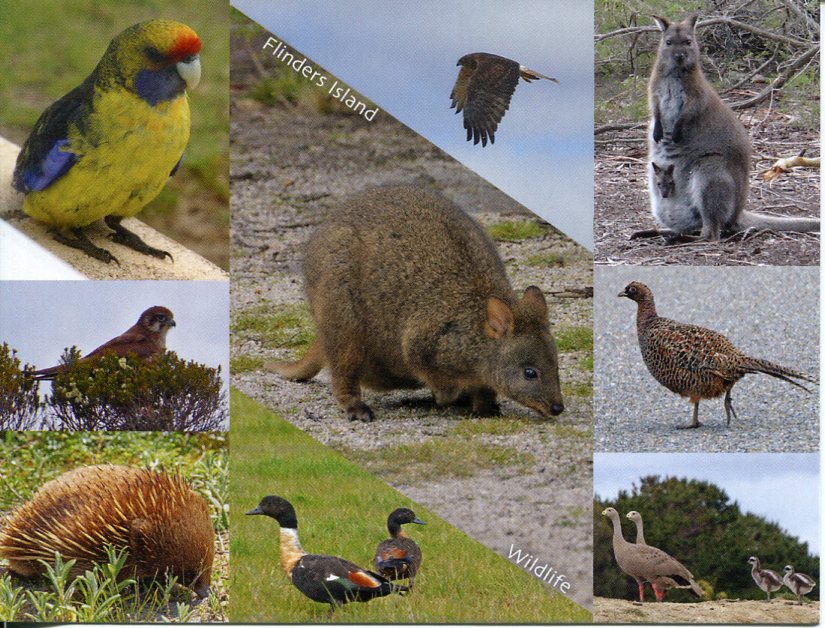 Flinders Island Wildlife - Bass Strait - Tasmania